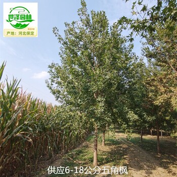 蕪湖五角楓苗木批發(fā)