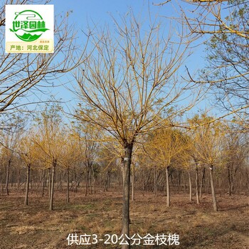 8公分金枝槐苗圃報(bào)價(jià)