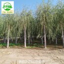 新疆阿拉爾垂柳苗木價(jià)格