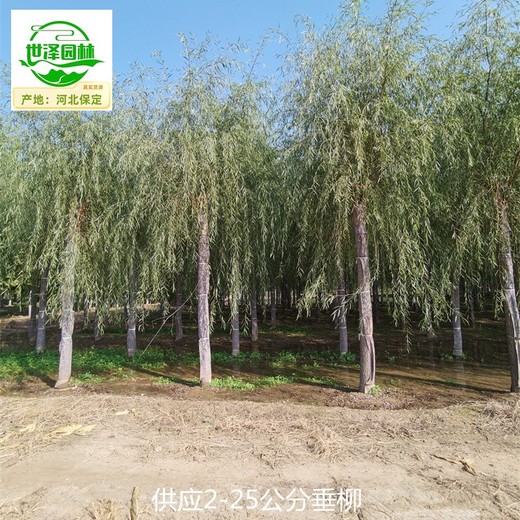 22公分垂柳樹(shù)苗供應(yīng),青皮垂柳