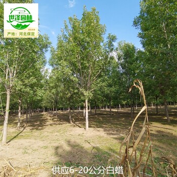 白蠟苗圃出售,桿直帽圓
