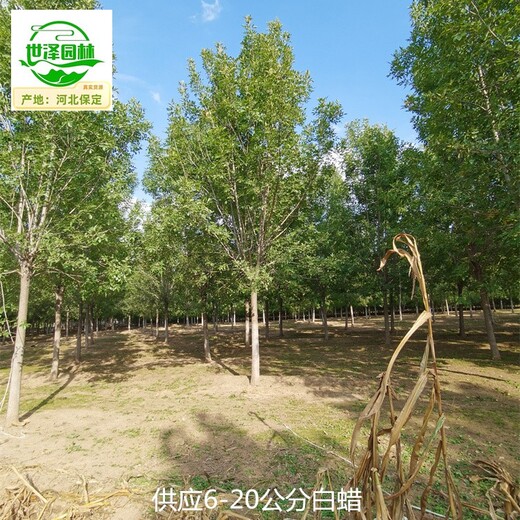新疆白蠟供應,景觀苗木
