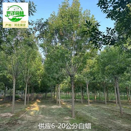 新疆可克達(dá)拉白蠟,桿直帽圓