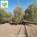 貴州黔南垂柳苗木供應(yīng)