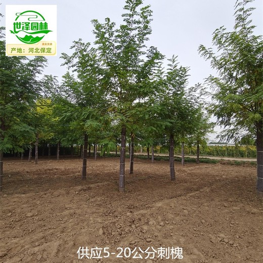 甘肅臨夏刺槐報價