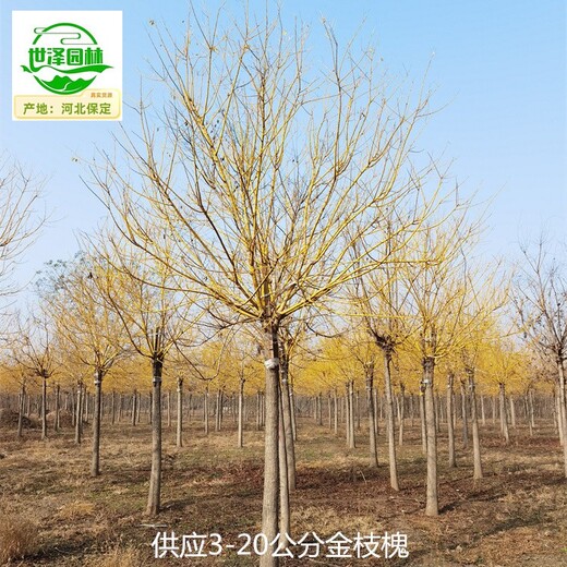 甘肅嘉峪關(guān)金枝槐產(chǎn)地價(jià)格