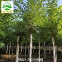 河南安陽刺槐樹苗出售