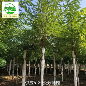 河南安陽刺槐樹苗出售