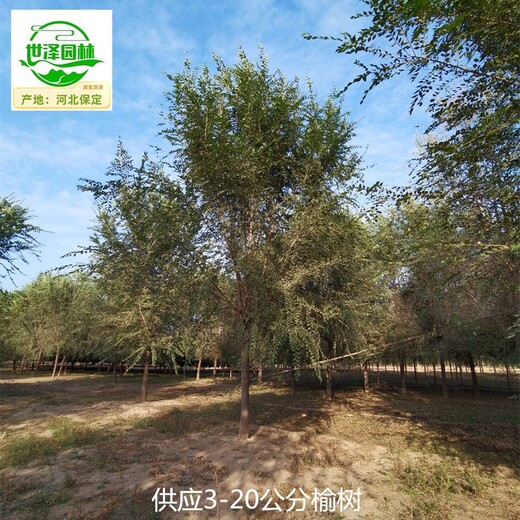 甘肅蘭州榆樹批發(fā)價(jià),白榆