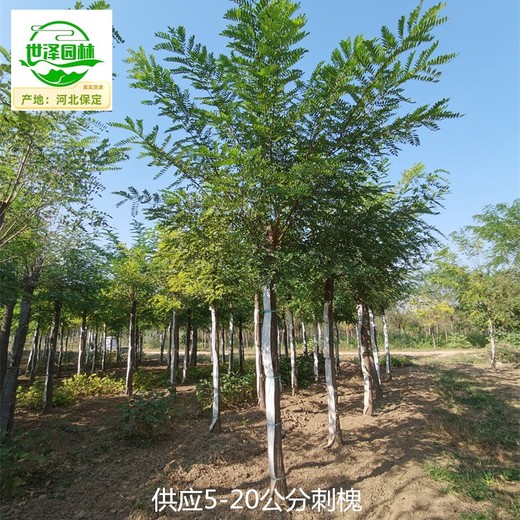 浙江刺槐樹(shù)苗供應