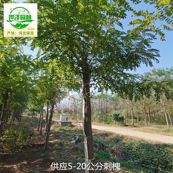 新疆喀什刺槐,洋槐樹