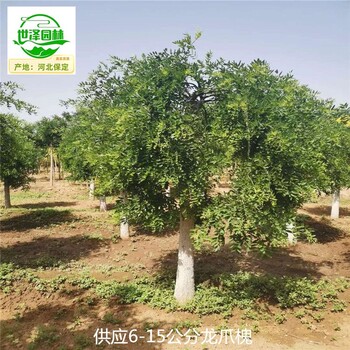 陜西寶雞龍爪槐樹苗出售