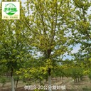 寧夏復(fù)葉槭苗木基地,糖槭