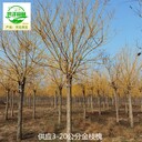 新疆博爾塔拉金枝槐苗圃基地