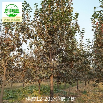 22公分柿子樹基地供應(yīng),磨盤柿子樹