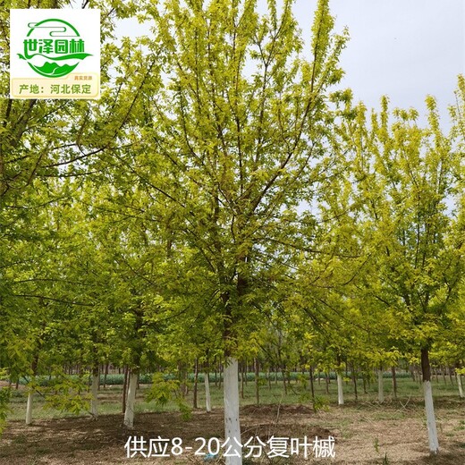 山南復(fù)葉槭,金葉復(fù)葉槭