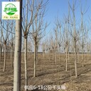18公分千頭椿苗木批發(fā),臭椿樹