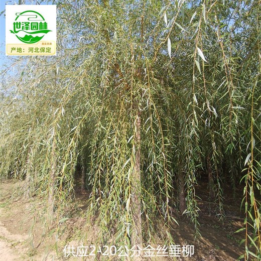 金絲垂柳苗木基地,黃垂柳