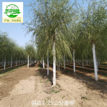 13公分垂柳產(chǎn)地批發(fā)