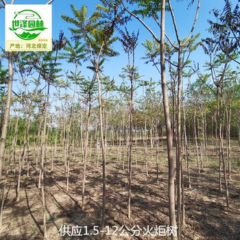 漢中火炬樹基地,平頭火炬樹
