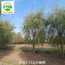 河南濟源垂柳產(chǎn)地報價,絳柳