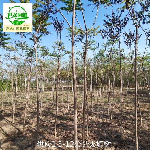 8公分火炬樹(shù)價(jià)格,鹽膚木