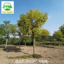 新疆鐵門關(guān)紅花刺槐產(chǎn)地批發(fā)