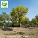 新疆鐵門(mén)關(guān)紅花刺槐產(chǎn)地批發(fā)