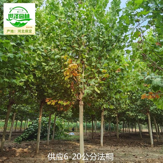 陜西漢中法桐樹苗批發,新法桐