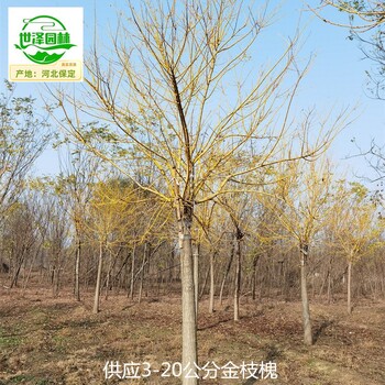 18公分金枝槐苗木,黃金槐