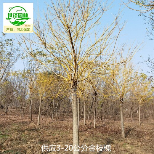 8公分金枝槐基地出售