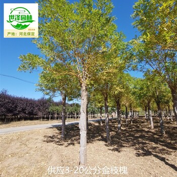 18公分金枝槐苗木批發(fā)