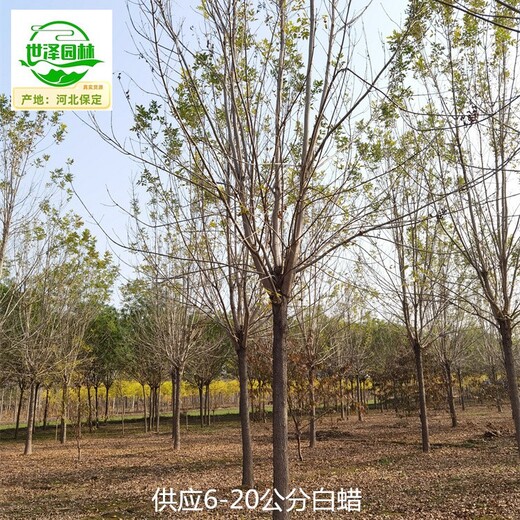 14公分白蠟苗圃供應