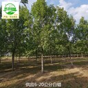10公分白蠟廠家出售,桿直帽圓
