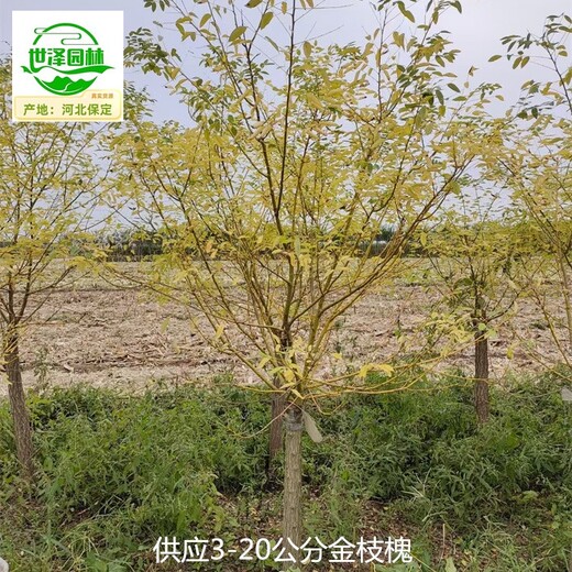 河南濟(jì)源金枝槐苗木報(bào)價(jià),金枝國(guó)槐