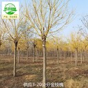 20公分金枝槐基地批發(fā)