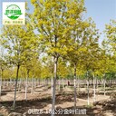 河北張家口金葉白蠟樹苗出售,黃蠟