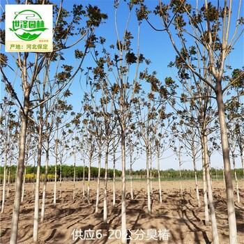 3公分臭椿樹報價