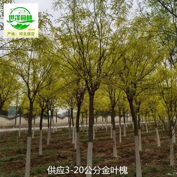 18公分金葉槐苗圃價(jià)格,國(guó)槐