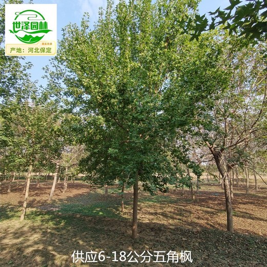4公分五角楓產(chǎn)地報(bào)價(jià)