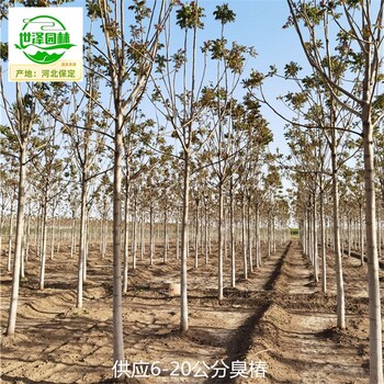 3公分臭椿樹報價