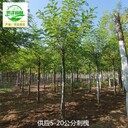 山西陽(yáng)泉刺槐苗圃