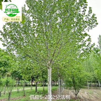 17公分法桐苗木價(jià)格,新法桐