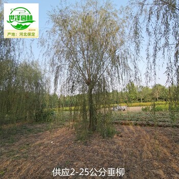 9公分垂柳苗木報(bào)價(jià)