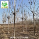 16公分千頭椿出售,臭椿樹(shù)