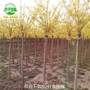 7公分金枝槐苗圃報(bào)價(jià),金枝國(guó)槐