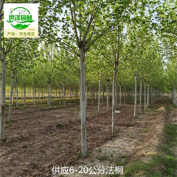 22公分法桐基地批發(fā),枝繁葉茂