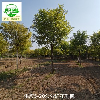 7公分紅花刺槐苗木,紫花槐