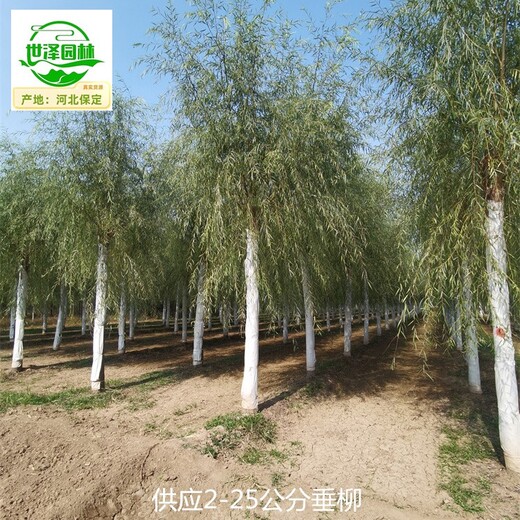山西垂柳,絳柳