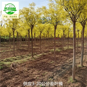 20公分金葉槐苗木價格